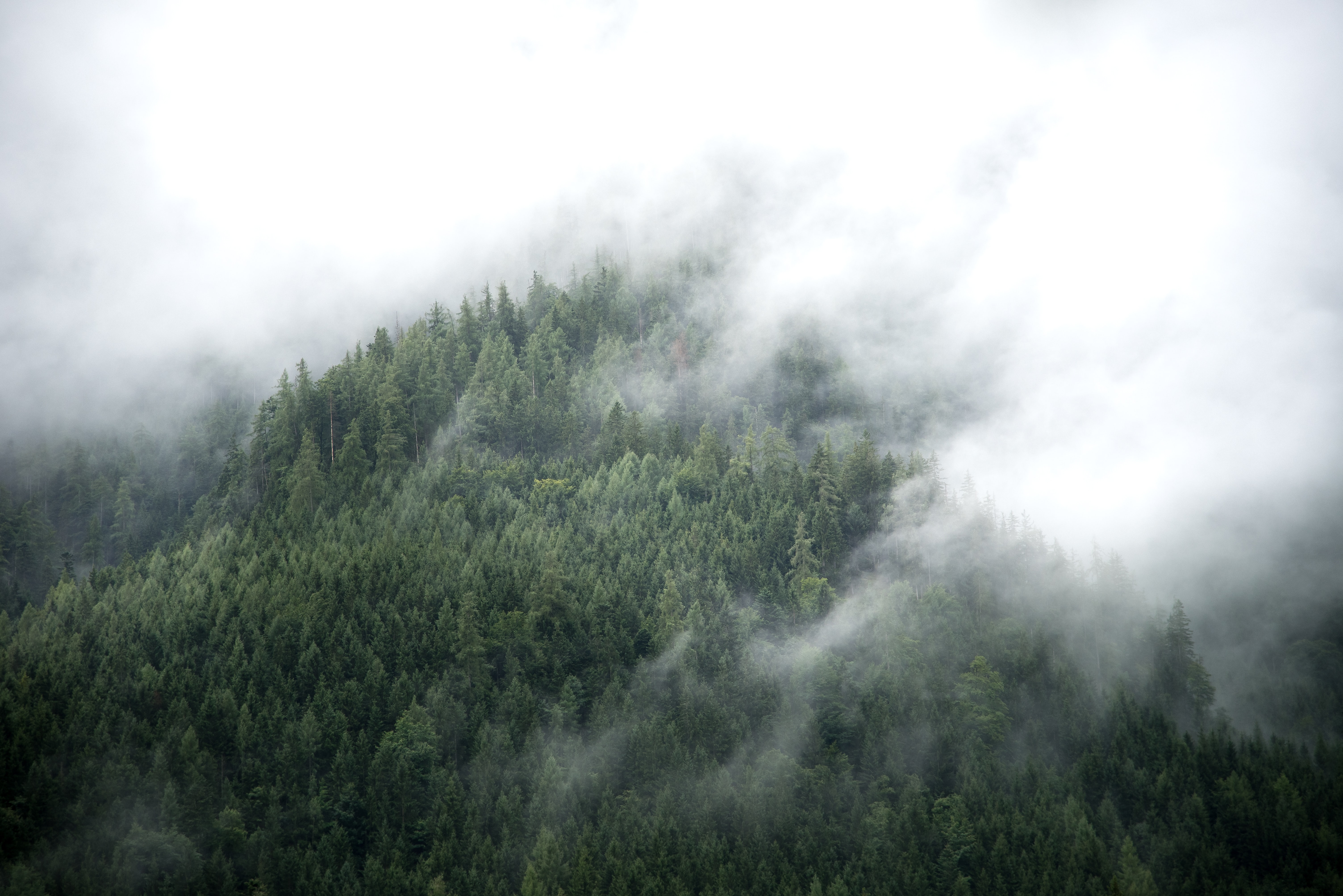 thomas-griesbeck-D76hmAzApkM-unsplash